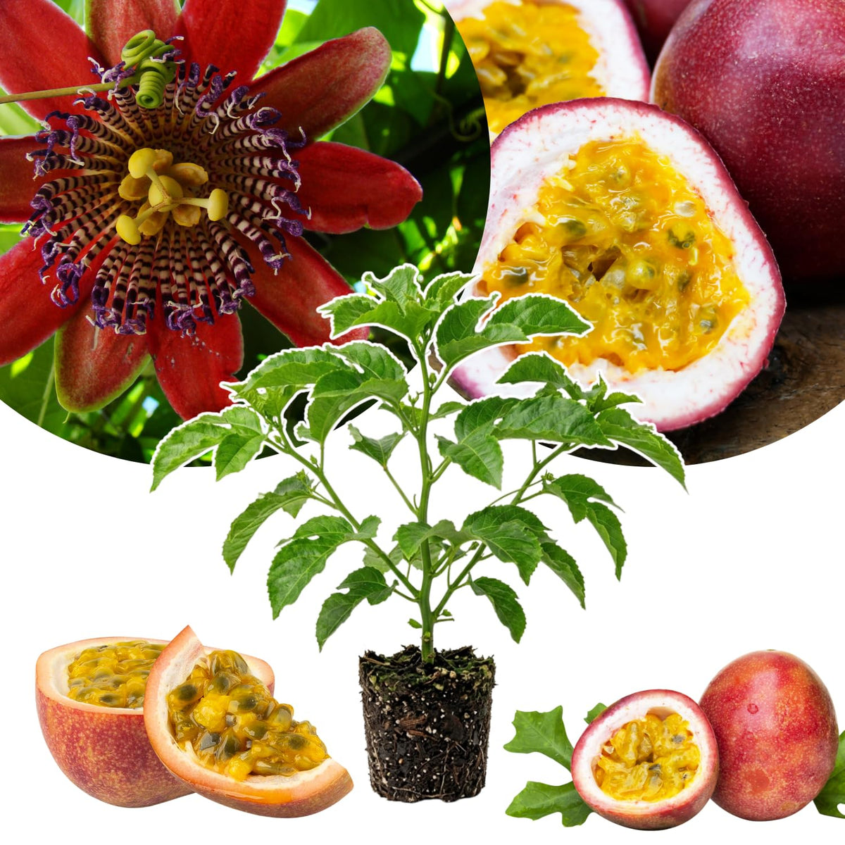 Red Passion Fruit Vine Live Plant, Fruit Vine Plant, 4-6 Inch Tall