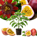 Red Passion Fruit Vine Live Plant, Fruit Vine Plant, 4-6 Inch Tall