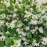Star Jasmine Vine Live Plant, Fragrant Flower Vine Plant, 3 Inch Pot