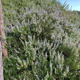 3 Blue Live Rosemary Plants, Starter Plant, 4-6 Inch Tall