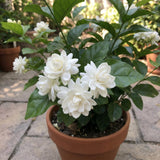 Jasmine Vine Live Plant, Flower Vine, 8-10 Inch Tall, 3.5 Inch Pot