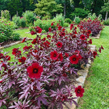 3 Cranberry Hibiscus Plants Live, Outdoor Garden Plant, 4-6 Inch Tall