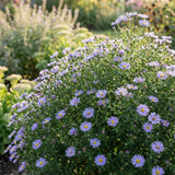 Lilac Aster Plant, Live Blue Aster Perennial Plant, 3-5'' Tall