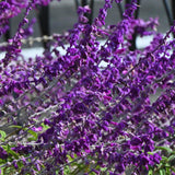 3 Purple Sage Live Plants, 5 Inch Tall