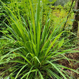 5 Lemongrass Plants, Lemon Grass Live Plant, 4-6 Inch Tall