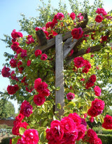 Small Light Pink Climbing Rose Live Plant, Rose Bush 4-7 Inches in Tall