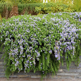 3 Live Rosemary Herb Plants 4-6" Tall