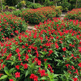 6 Red Live Petunia Plants, Patio Container Plant, 5-7 Inch Tall