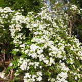 White Bougainvillea Live Plant, Well-Rooted Flower Vine, 4 Inch Tall