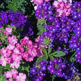 4 Mixed Verbena Live Plants