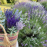 2 Mixed Lavender Plants Live, Patio Container Herb, 4-6 Inch Tall