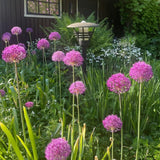 3 Purple Allium Bulbs for Planting, Starter Plant