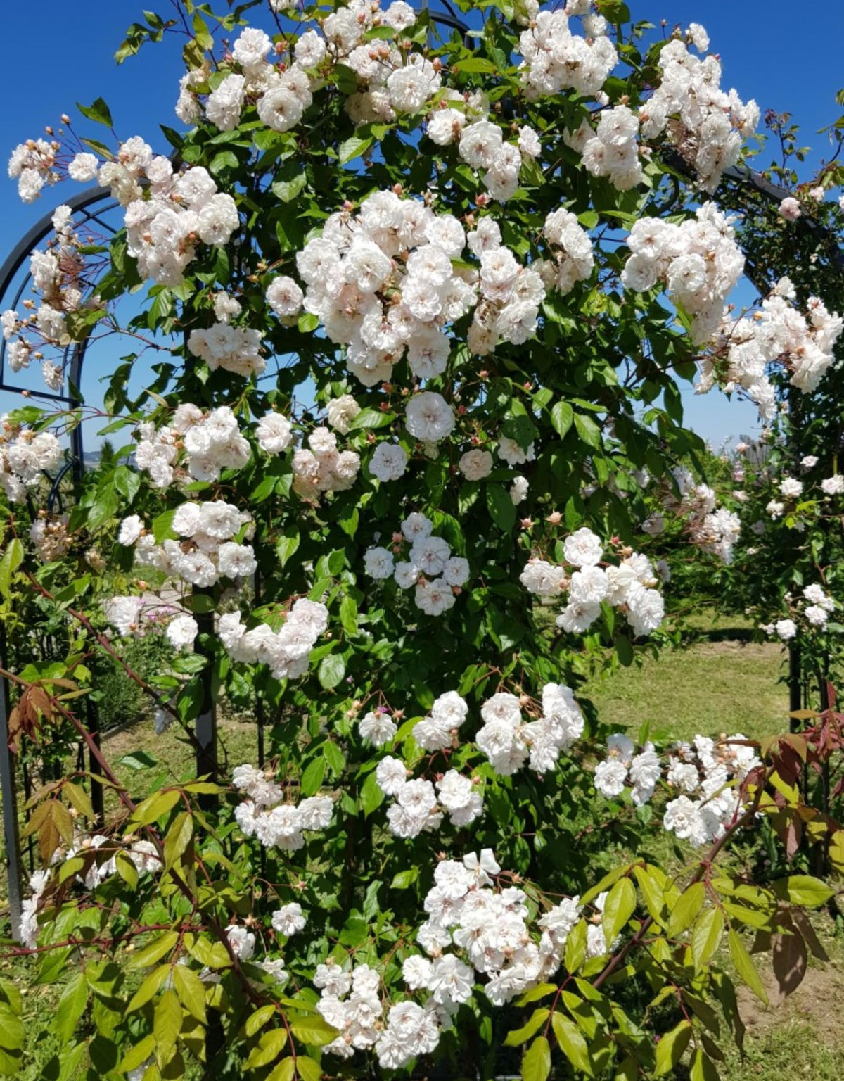 Climbing Rose Live Plant, Garden Rose Plant