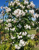Climbing Rose Live Plant, Garden Rose Plant