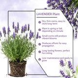 2 Blue Lavender Live Plants, Starter Plant, 4-7 Inch Tall