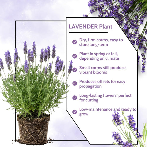 2 Blue Lavender Live Plants, Starter Plant, 4-7 Inch Tall