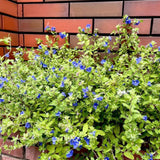 2 Blue Evolvulus Live Plants, Garden Plant, 4-6 Inch Tall