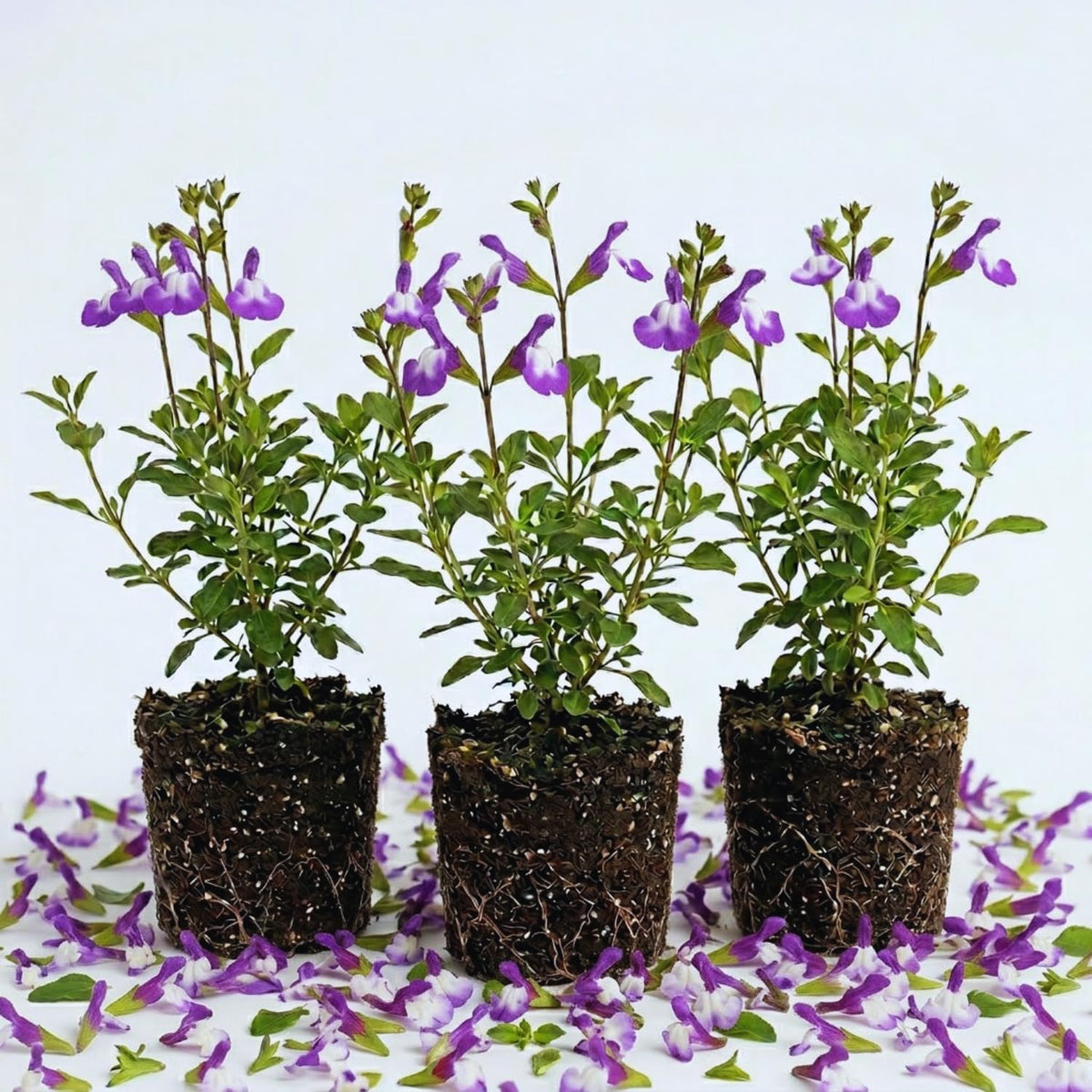 3 Purple Sage Live Plants, 5 Inch Tall
