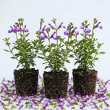3 Purple Sage Live Plants, 5 Inch Tall