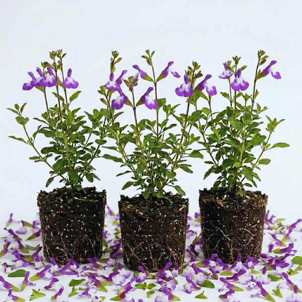3 Purple Sage Live Plants, 5 Inch Tall