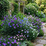6 Mixed Petunia Live Plants, Hardy Garden Plant, 5-7 Inch Tall