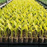 2 Turmeric Live Plant, Curcuma Turmeric Rhizomes, 4-6 Inch Tall