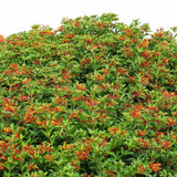 3 Hamelia Firebush Plant Live, Hamelia Live Plant, 4-6 Inch Tall