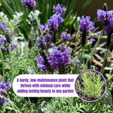 2 Purple Lavender Live Plants, Starter Plant, 4-7 Inch Tall