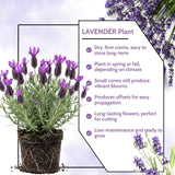 2 Spanish Lavender Live Plants, Garden Plant, 4-7 Inch Tall
