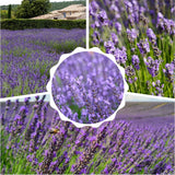 2 Provence Live Lavender Plants, Starter Plant, 4-7 Inch Tall