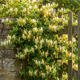 White Yellow Honeysuckle Plant 6-10" Tall in 4 Inch Pot