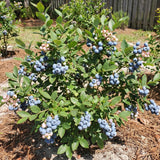 2 Sharpblue Blueberry Live Plant, Container Berry Plant, 4-6 Inch Tall