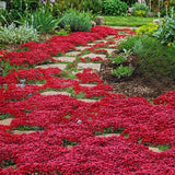 2000 Heirloom Red Creeping Thyme Seeds, Starter Plant