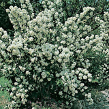 Mock Orange Shrub Plant, 8 Months Old, White Fragrant Flowers for Planting