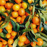 Sweet Tangerine Citrus Tree, Orange Tree Live Plant, 1-2 Ft Tall in Pot