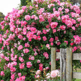 Small Hot Pink Climbing Rose Live Plant, Rose Bush 4-7 Inches in Tall