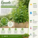 Epazote Herb Live Plant, 4-7 Inch Tall, 4 Inch Pot