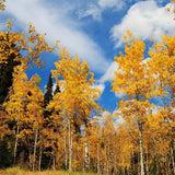 2 Quaking Aspen Trees Live Plants, Rooted Tree Seedlings, 6-10 Inch Tall