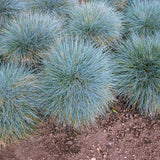 2 Ornamental Grass Plants Live, Well-Rooted Grass Plant, 4 Inch Pot