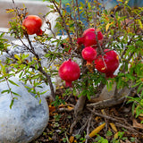 Live Pomegranate Tree Plant, Pomegranates Fruit, 8-10 Inch Tall, 4 Inch Pot