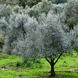 2 Olive Trees Live Plants, Patio Container Tree, 4-6 Inch Tall