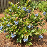 2 Edible Blueberry Plants Live, Berry Tree Seedling, 4-6 Inch Tall