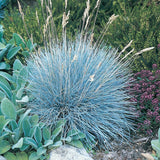 2 Ornamental Grass Live Plants, Well-Rooted Grass Plant, 4 Inch Pot