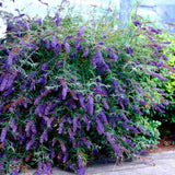 Purple Buddleia Plant Live, Fragrant Butterfly Bush, 5-7 Inch Tall