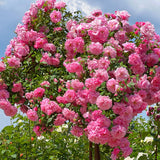 Small Hot Pink Climbing Rose Live Plant, Rose Bush 4-7 Inches in Tall