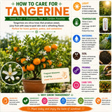 Sweet Tangerine Citrus Tree, Orange Tree Live Plant, 1-2 Ft Tall in Pot