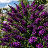 Black Butterfly Bush Plant Live, Fragrant Buddleia for Planting, 5-9" Tall