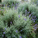 2 Provence Lavender Plants Live, Herb Plant, 4-6 Inch Tall