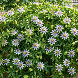 2 Blue Live Passion Flower Plants, Ready to Grow Plant, 4-7 Inch Tall