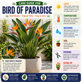 2 Orange Bird of Paradise Plants Live, Orange Flower, 4-6 Inch Tall
